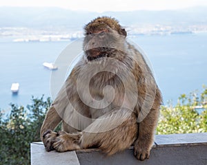 Berber monkey or magot on the Rock of Gibraltar,
