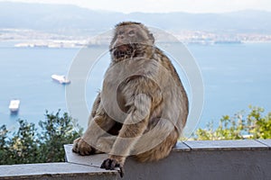 Berber monkey or magot on the Rock of Gibraltar,