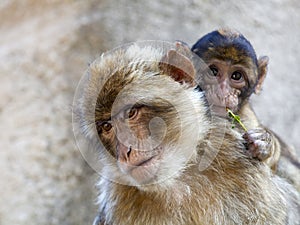 Berber monkey