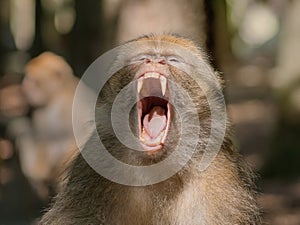 Berber monkey showing his big teeth