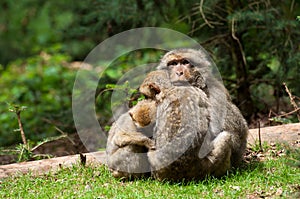 Berber Monkeys