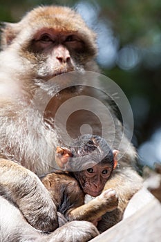 Berber Monkeys