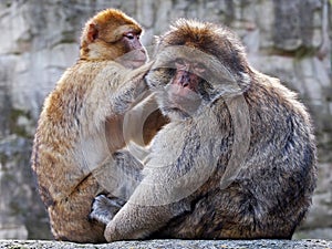 Berber monkeys