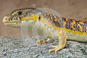 Berber skink