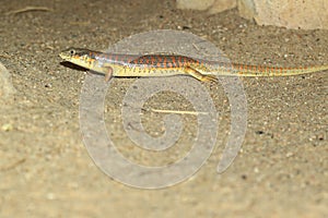 Berber skink