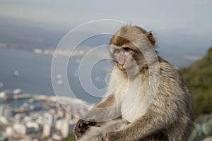 Berber monkey Berberabe, Gibraltar Berber monkey photo