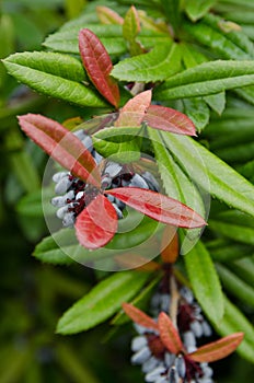 Berberies julianae (Wintergreen barberry)