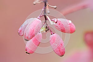 Berberis