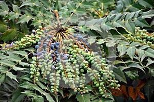Berberis aquifolium fruits