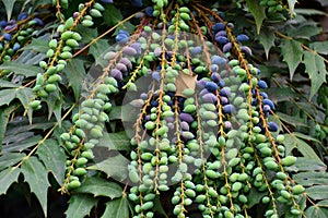 Berberis aquifolium fruits