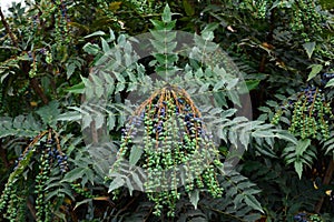 Berberis aquifolium fruits