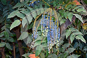 Berberis aquifolium fruits