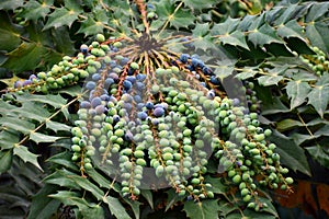 Berberis aquifolium fruits photo