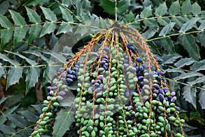 Berberis aquifolium fruits photo