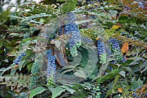 Berberis aquifolium fruits photo