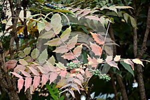 Berberis aquifolium fruits photo