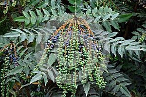 Berberis aquifolium fruits photo