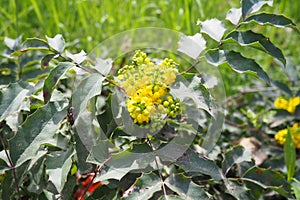 Berberis aquifolium, Oregon grape or holly-leaved barberry, flowering plant in family Berberidaceae, evergreen shrub