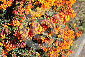 Berberis or barberry bush with orange flowers