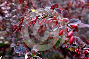 Berberis berry in autumn.