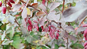 Berberis berry on autumn bush. Colorful heathy food.