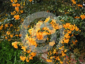 Berberis bush photo