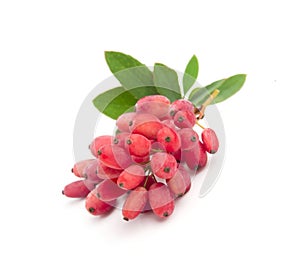 Berberis fruits. Barberry