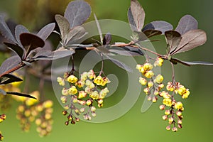 Berberis Ilicifolia