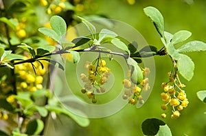 Berberis Ilicifolia