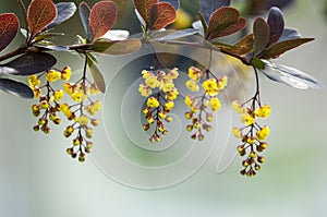 Berberis Ilicifolia