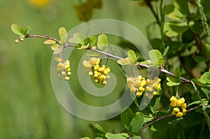 Berberis Ilicifolia