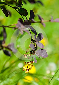 Berberis Ilicifolia