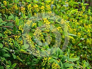 Berberis Ilicifolia. Branch of a blossoming barberry.