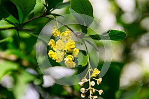 Berberis Ilicifolia. Branch of blossoming barberry. Yellow flowers of barberries on bush