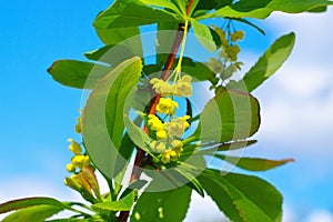 Berberis koreana, yellow flower in springtime photo