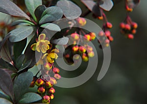Berberis of Thunberg