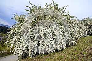Berberis thunbergii Â´Atropurpurea NanaÂ´, native to eastern China and Japan