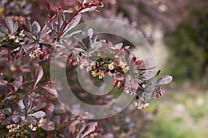 Berberis thunbergii atropurpurea shrub