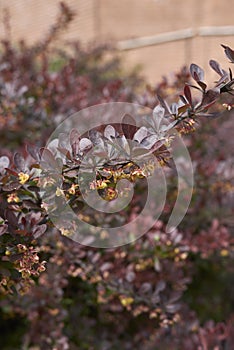 Berberis thunbergii atropurpurea shrub close up