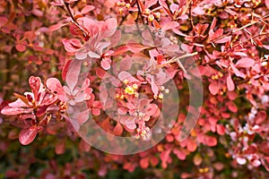 Berberis thunbergii japanese barberry ornamental flowering shrub, group of beautiful small yellow petal flowers in bloom, purple r photo