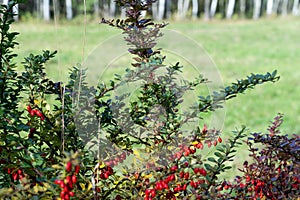 Berberis thunbergii, Ripe and red barberries shrubs with fruits, end of summer