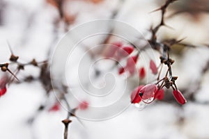 Berberis vulgaris