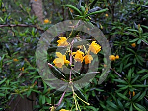 Berberis x stenophylla