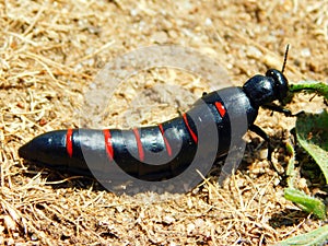 insect with red bars