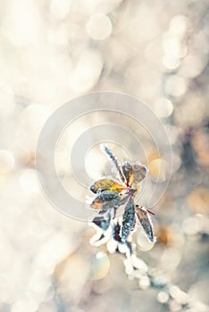 Berberry bush twig with leaves with hoarfrost in forest