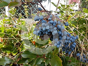 Berberry in Heusenstamm in Germany