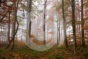 Berchtesgadener Land, autumn forest, fog photo