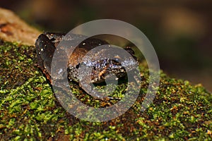 Berdmore's Chorus Frog Microhyla berdmorei