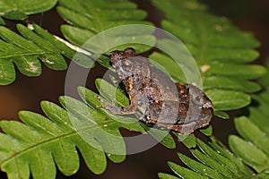 Berdmore's Chorus Frog Microhyla berdmorei