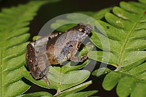 Berdmore's Chorus Frog Microhyla berdmorei Macro